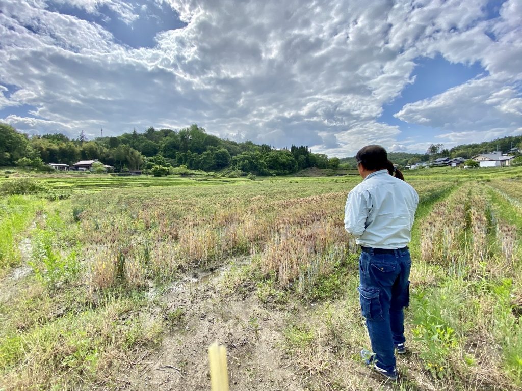 冬に植えた もち麦 の収穫が目前に迫って参りました 昨年よりも５月下旬 ６月上旬にかけて刈り取ります ぎふ日吉高原 田園から大地 山のめぐみ By 岐阜県瑞浪市 日吉機械化営農組合